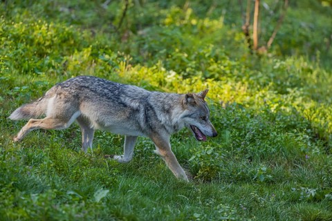 One adult male eurasian gray wolf (Canis lupus lupus) running through the green undergrowth at a