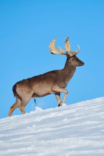 European fallow deer (Dama dama) buck on a snowy meadow in the mountains in tirol, Kitzbühel,