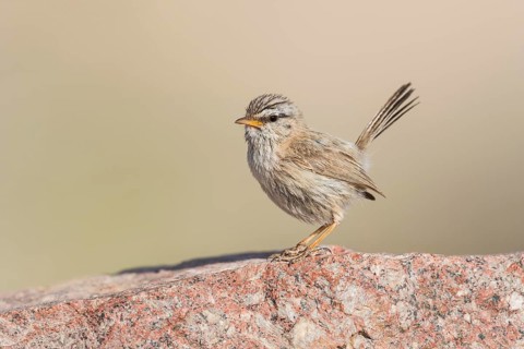 Streaked Scrub Warbler (Scotocerca inquieta), Eilat, Israel