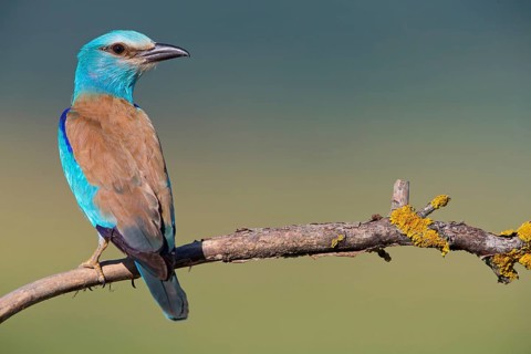 Blauracke, European Roller, Roller, Coracias garrulus, Rollier d'Europe, Carraca Europea, Carraca