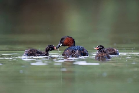 Little Grebe (Tachybaptus ruficollis) with chicks, Saxony, Germany