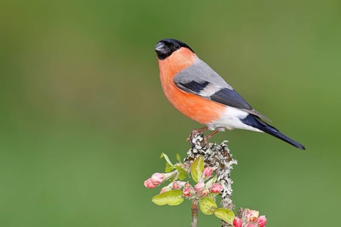 Eurasian bullfinch (Pyrrhula pyrrhula) male sitting on a branch with apple blossoms (Malus