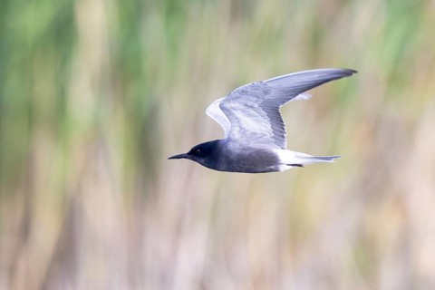 Black Tern (Chlidonias niger) flying, North Rhine-Westphalia, Germany