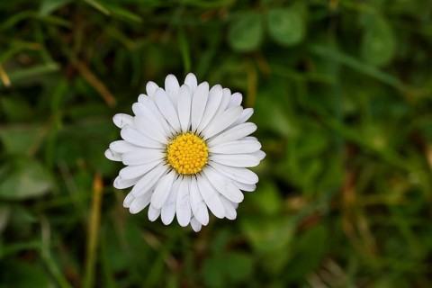 Daisy (Bellis perennis), wildflower, close-up, inflorescence, early bloomer, spring, Wilnsdorf,