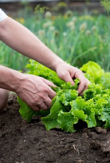A man harvesting crisp, green lettuce from a lush garden. The hands gently pick the leaves,