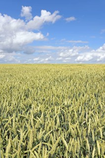 Green grain field, blue cloudy sky, North Rhine-Westphalia, Germany