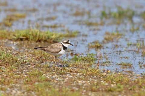 Little Ringed Plover (Charadrius dubius) adult bird standing on a gravel bank at the lakeshore,