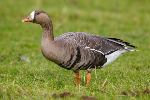 Greater White-fronted Goose (Anser albifrons), North Rhine-Westphalia, Germany