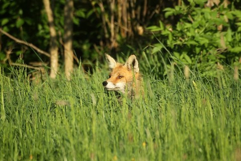Bobcat (Vulpes vulpes) observing roe deer (Capreolus capreolus) in tall grass, Allgäu, Bavaria,