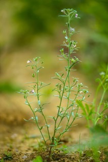 Brownwort, Chaenorhinum minus, common gapmouth, small orant, small flaxherb, linherb, orant,