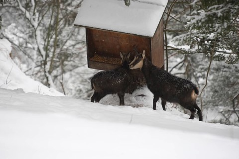 Chamois (Rupicapra rupicapra) or chamois, goat with fawn feeding in the mountains, Kalkalpen