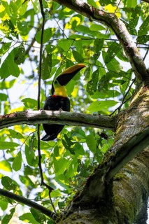 Golden-throated Toucan (Ramaphastos ambiguus) sitting on a branch, Corcovado National Park, Osa