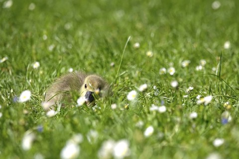 Greylag goose, chick, May, Germany