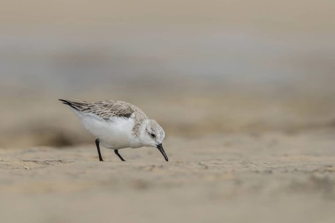 Sanderling (Calidris alba) foraging, Fuerteventura, Spain