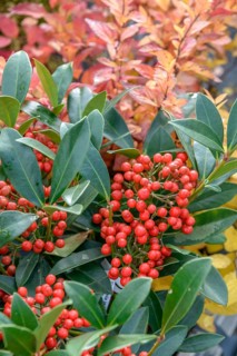 Skimmia (Skimmia japonica 'Pabella'), BS Sämann, Federal Republic of Germany