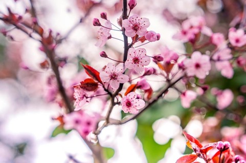 Delicate cherry blossoms in pink with a blurred background convey spring feelings, Nagold, Calw