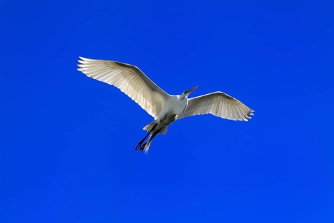Great Egret (Ardea alba), adult, flying, St. Augustine, Florida, USA, North America