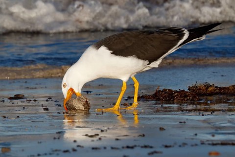 Pacific Gull (Larus pacificus georgii) feeding on whelk, South Australia, Australia