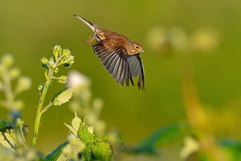 Linnet, Common Linnet, Eurasian Linnet, (Carduelis cannabin), (Acanthis cannabina), Linotte