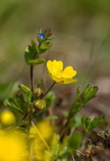 Field Prize, Plantaginaceae, Veronica Arvensis, Plantain, Common Speedwell, Corn Speedwell, Field