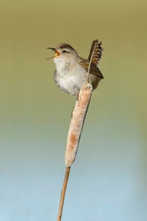 Marsh Wren (Cistothorus palustris) singing, British Columbia, Canada