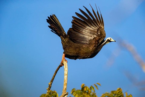 Blue-throated guan (Pipile cumanensis) Pantanal Brazil