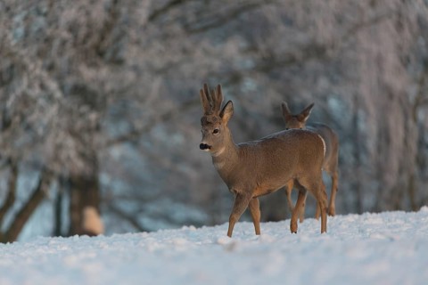 One male Roe Deer, (Capreolus capreolus), walking over a snowy meadow. Snow covered trees in the