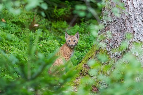Eurasian lynx (Lynx lynx) youngster n the middle of bushes in summer, Bavaria, Germany