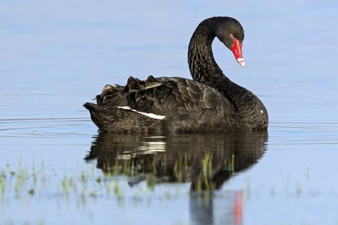 Black swan (Cygnus atratus), swims, waters, biotope, habitat, foraging, swan family, Der Spieß