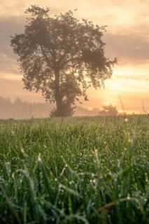 Trees in the fog at sunrise with grass in the foreground, Black Forest, Germany