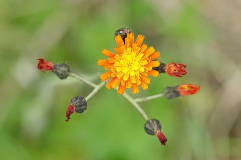 Orange hawkweed, orange-red hawkweed (Hieracium aurantiacum), flower on a rough meadow, Wilnsdorf,