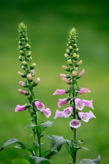 Common foxglove (Digitalis purpurea), flowering, Elllerstadt, Germany