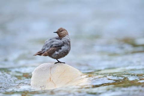 Grey White-throated White-throated Dipper (Cinclus mexicanus), Waterton Lakes National Park,