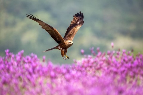 Black Kite (Milvus migrans) flying, Madrid, Spain