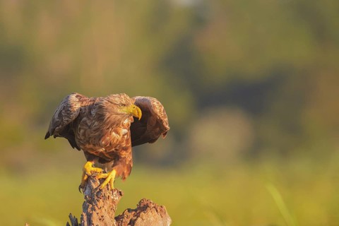 White-tailed Eagle (Haliaeetus albicilla), Danube Delta, Romania