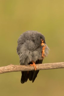 Red-footed Falcon (Falco vespertinus) adult male preening, perched on a branch, Serbia