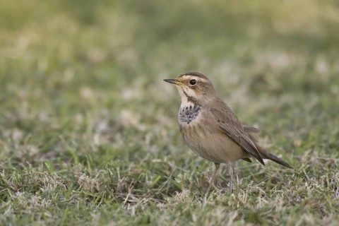 Bluethroat (Luscinia svecica cyanecula) female, El Quseir, Egypt