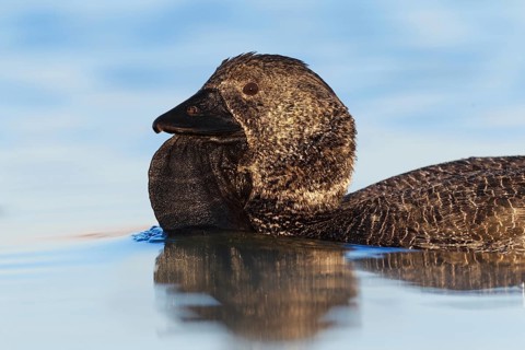 Musk Duck (Biziura lobata), Western Australia, Australia