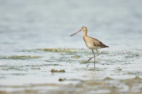 Black-tailed Godwit (Limosa limosa melanuroides) juvenile foraging at shoreline, Dornod-Aimag,