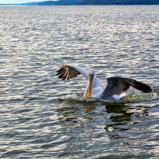 A single Dalmatian pelican (Pelecanus crispus) lands, birdwatching, Lake Kerkini, Central