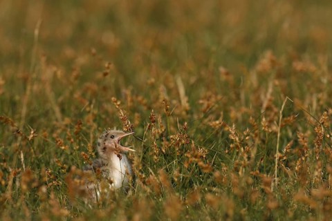 Common Tern (Sterna hirundo) juvenile, Lower Saxony, Germany