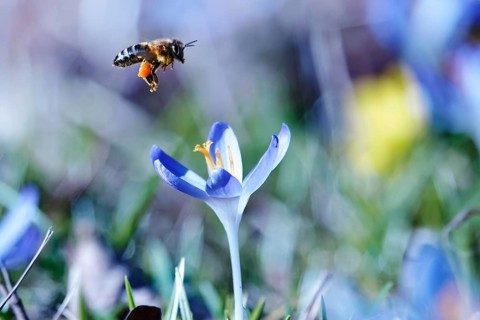 Beautiful crocus blossom and bee, early March, Germany