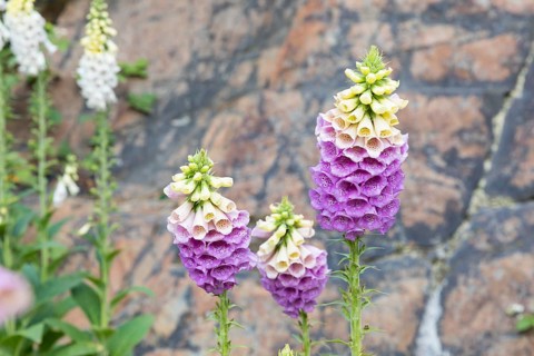 Foxglove (Digitalis) blooms in the Teufelsbruch, former greywacke quarry at Teufelsberg, Biehla,