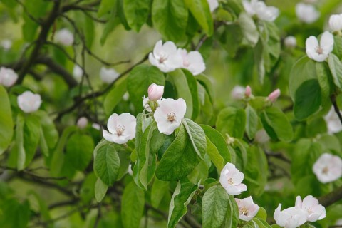 Flowering quince tree (Cydonia oblonga), apple quince? North Rhine-Westphalia, Germany