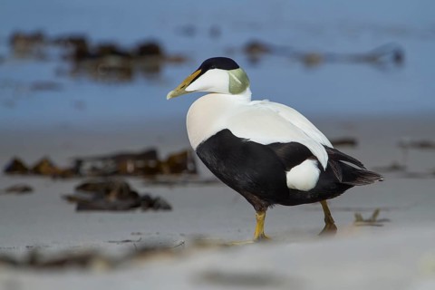 Common Eider (Somateria mollissima) male on the beach, Schleswig-Holstein, Germany