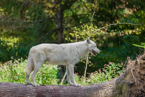 An Arctic wolf (Canis lupus arctos) stands on a fallen tree trunk