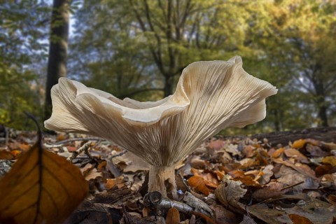 Fleecy milk-cap (Lactarius vellereus) on the forest floor in beech woodland in autumn