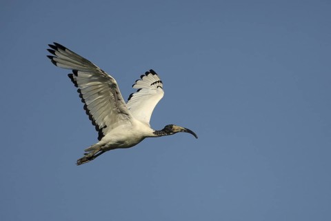 African Sacred Ibis (Threskiornis aethiopicus) flying, Lombardy, Italy