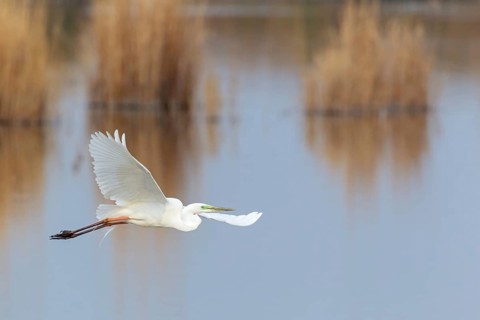 Great Egret (Ardea alba) flying, Lake Neusiedl, Austria