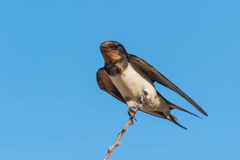 Barn Swallow (Hirundo rustica), Eilat, Israel